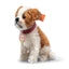 St Bernard Replica, Steiff Limited Edition