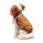 St Bernard Replica, Steiff Limited Edition