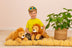 Hugo | Lion