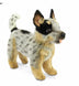 Margot | Blue Heeler Standing