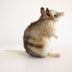 Brownie | Eastern Barred Bandicoot