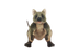 Pickle | Quokka