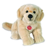 Nelly | Golden Retriever