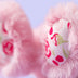 Blushkin | Blossom Bunny Bag Charm