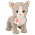 Romeo | Baby Cat