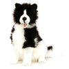 Tommy | Border Collie