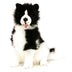 Tommy | Border Collie