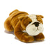 Brutus | Red and White Bulldog puppy