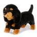 Buddy - Black and Tan Dachshund