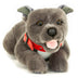 Bullet | Blue Staffordshire Bull Terrier Puppy