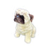 Carlotta | Pug