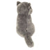Walker | Carthusian cat