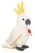Bingo | Cockatoo