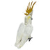 Reg | Citron Crested Cockatoo