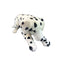 Denzel | Large Dalmation
