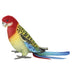 Sam | Eastern Rosella