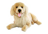 Lucky | Golden Retriever