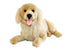 Lucky | Golden Retriever
