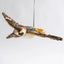 Jonah | Flying Kookaburra