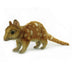 Coralie | Quoll