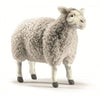 Errol | Sheep