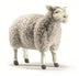 Errol | Sheep