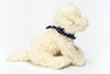 Murphy Labradoodle