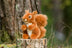 Nibbles Red Squirrel