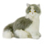 Missy | Norwegian Grey Cat