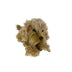 Pluto - Oodle