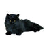 Onyx | Black Persian Cat