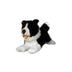Patch | Border Collie