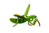 Percy | Praying Mantis