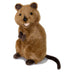Edward | Quokka