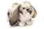 Basil | Ram Rabbit
