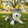 Rocco | Large Husky
