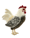 Felix | Rooster