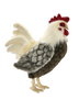 Felix | Rooster