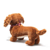 Wally | Dachshund