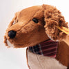 Wally | Dachshund