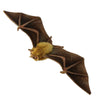 Ziggy | Orange Nectar Bat