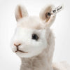Mollie | Alpaca