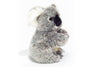 Chewy | Koala