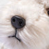 Foxy Fox Terrier Dog, Steiff