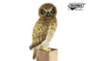 Hansa Boobook Owl plush toy with jointed head, soft mottled feathers, and lifelike detail.