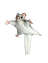 Hansa Flying Sugar Glider plush toy with soft grey fur, large eyes, and outstretched gliding membranes.