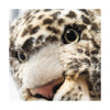 Parddy leopard