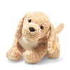 Bernie | Goldendoodle Dog