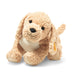 Bernie | Goldendoodle Dog