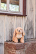 Bernie | Goldendoodle Dog